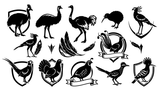 Exotic Wild Birds Vector Emblem Icon Set Featuring Cassowary Ostrich Emu Kiwi Pheasant Quail and Roadrunner