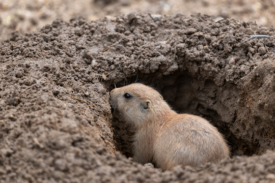 Black-tailed Prairie Dog In Burrow