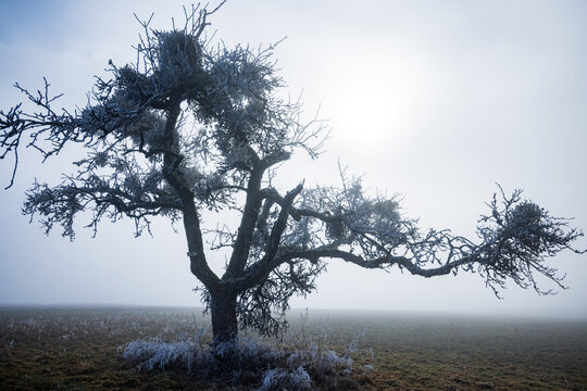 Frosty old tree standing alone in a foggy field