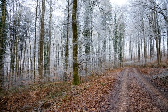 Dirt road running through a frosty autumn forest