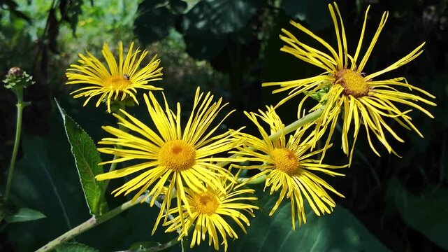 Elecampane with yellow flowers in a field