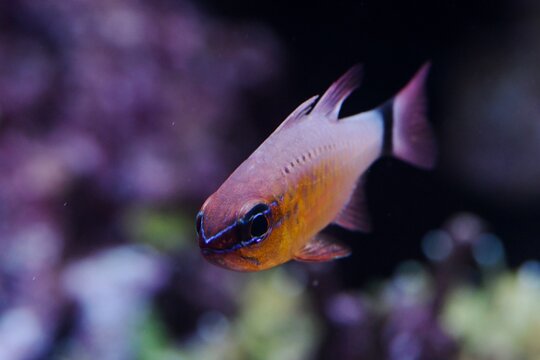 Frontal view of a Flower cardinalfish (Ostorhinchus fleurieu)