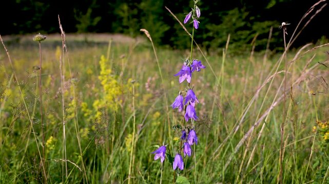 Campanula rotundifolia mountain flower blooming in nature. Wild harebell or bluebell flower growing on a mountain slope.