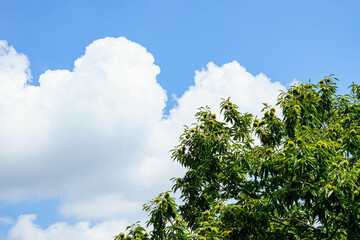 Fototapeta premium 膨らみ始めた青い毬栗と夏の青空と白い雲