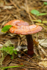 秋の森に自生するマンネンダケ © Gottchin Nao