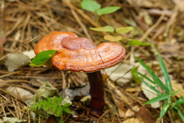 秋の森に自生するマンネンダケ © Gottchin Nao
