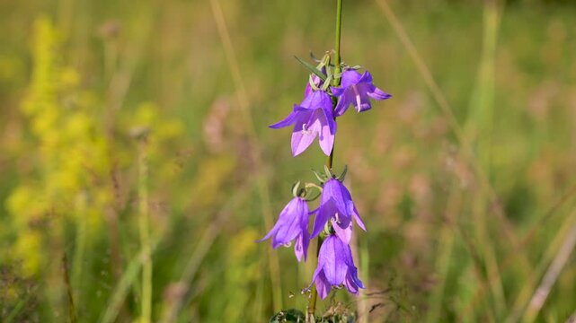 Campanula rotundifolia mountain flower blooming in nature. Wild harebell or bluebell flower growing on a mountain slope.