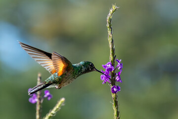 Kolibri trinkt im Flug Nektar aus einer lila Blume © Markus Lechtenböhmer