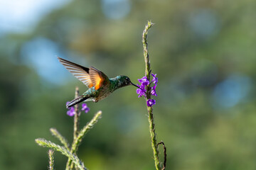 Kolibri im Schwebeflug saugt Nektar aus einer violetten Blüte © Markus Lechtenböhmer
