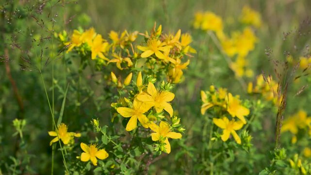 Flowering St Johns wort mountain flower blooming in wild nature. Bright yellow St Johns wort flower growing on a mountain slope.