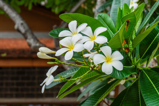 Plumeria flower and green leaves on tree,white frangipani tropical flower  blooming on tree,zen massage spa,summer beach vacation,rest hotel,island sea concept.