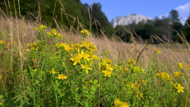 Flowering St Johns wort mountain flower blooming in wild nature. Bright yellow St Johns wort flower growing on a mountain slope.