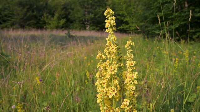 Verbascum mountain flower blooming in a green grass field. Wild mullein flowers growing in a sunny meadow.