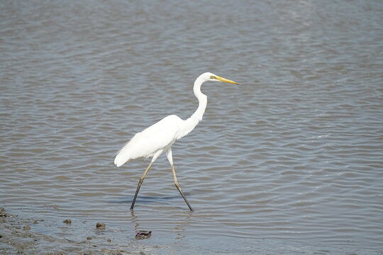 A great egret is flying out to hunt for food.