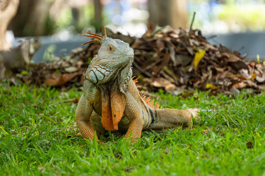Exotischer Leguan mit orangefarbenen Stacheln in der Natur
