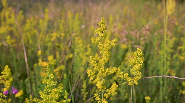 Yellow bedstraw and ladys bedstraw flowers blooming in a green grass field. Wild galium verum flowers growing in a sunny summer meadow.