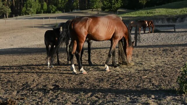 Several domestic horses gather around a feeding trough and eat hay in a farm enclosure. 