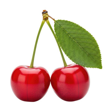 Hand picked Fresh red cherries with leaf on