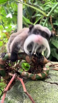 Cute emperor tamarin monkey with a long white mustache on a branch
