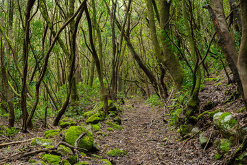 Fototapeta premium Trail through mossy laurel forest