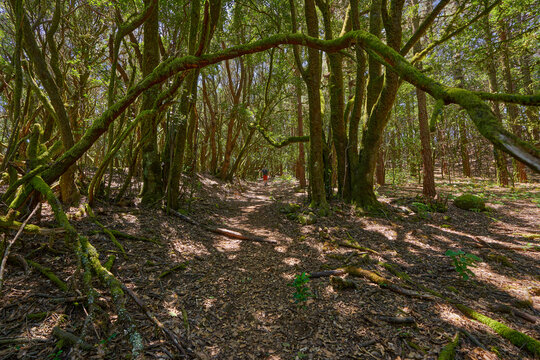 Arching branch over forest trail