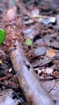 Leafcutter ants marching on a branch carrying green leaf fragments
