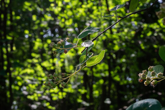 Horizontal close-up of a serviceberry branch with small green berries and leaves, set against a bright, blurred forest background. Great for botanical photography, nature textures, and spring themes.