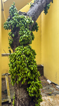 Abundant Fresh Green Bilimbi Fruits Growing Heavily on Tree Trunk