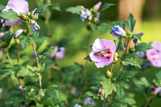 Hummingbird hawk-moth (Macroglossum stellatarum) feeding on nectar of a vibrant pink hibiscus flower on a sunny summer day with blurred green background.