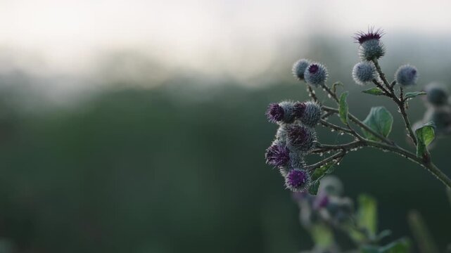 closeup nature background of a rural field with various plants and herbs