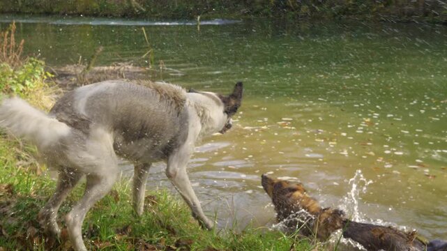 White mixed breed dog shakes off water beside a calm river while a Scottish shepherd mix splashes nearby after a swim. Playful canine energy and outdoor adventure in sunny autumn woodland of Slovenia.