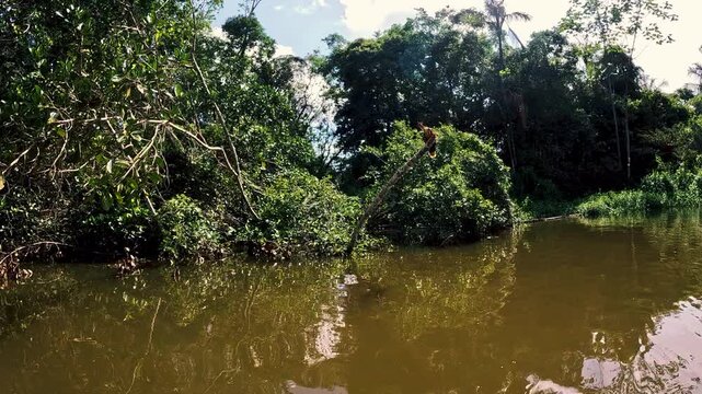 Wide Flooded Lagoon in Ecuador with Calm Dark Water, Cloud Reflections, Dense Forest Shoreline, Tropical Wetland Habitat and Remote Jungle Wilderness Landscape