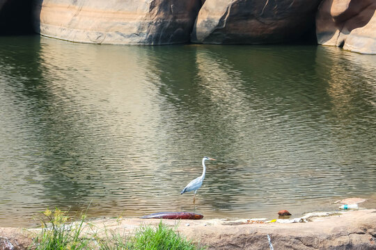 Grey heron bird standing on the rocky shore of the Tungabhadra River in water with reflection against giant ancient granite boulders in Hampi, India. Wildlife nature and landscape view.