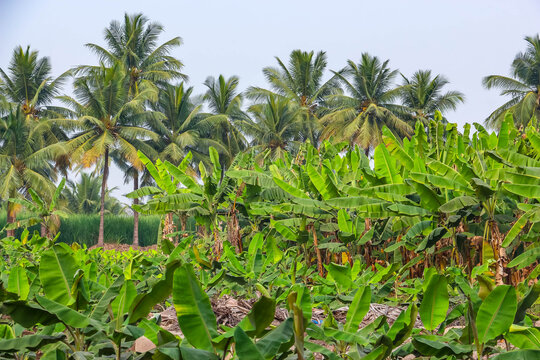 Lush green banana plantation and tropical coconut palm trees in Hampi, India. Agricultural landscape, tropical farming, exotic nature view, rural countryside environment and scenery.