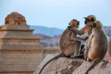 Group of wild Hanuman langur monkeys resting on stone structure with historical landscape in background in Hampi, India. Native Asian primates in natural habitat at archaeological site. © Denis