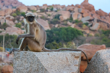 Wild Hanuman langur monkey sitting and looking at camera with curiosity in Hampi, India. Close up portrait of grey primate with black face, wildlife nature photography in South Asia. © Denis