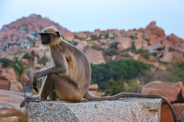 Wild Hanuman langur monkey sitting and looking at camera with curiosity in Hampi, India. Close up portrait of grey primate with black face, wildlife nature photography in South Asia. © Denis