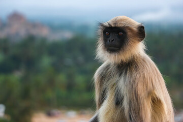 Wild Hanuman langur monkey sitting and looking at camera with curiosity in Hampi, India. Close up portrait of grey primate with black face, wildlife nature photography in South Asia. © Denis