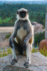 Wild Hanuman langur monkey sitting and looking at camera with curiosity in Hampi, India. Close up portrait of grey primate with black face, wildlife nature photography in South Asia. © Denis