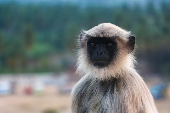 Wild Hanuman langur monkey sitting and looking at camera with curiosity in Hampi, India. Close up portrait of grey primate with black face, wildlife nature photography in South Asia.