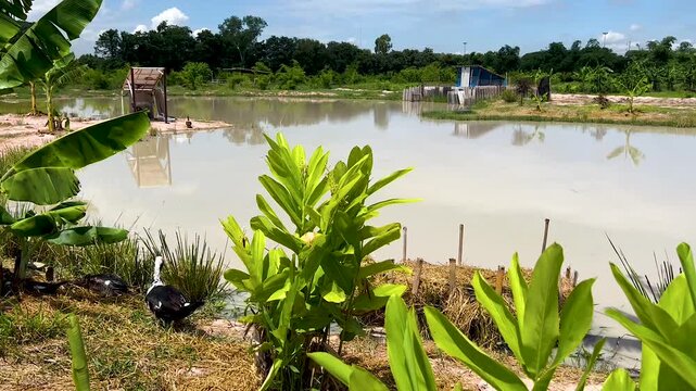Domestic Asian water buffalo in a wooden stall, chickens feeding on a livestock farm, and colorful koi fish swimming in a freshwater pond.