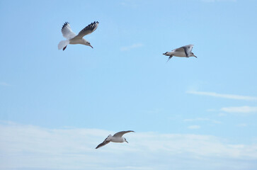 Obraz premium Three seagulls soaring gracefully against blue sky with light white clouds. Nature, wild birds, seagulls, fauna, birdwatching, wildlife protection.