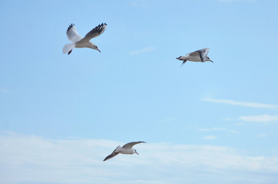 Three seagulls soaring gracefully against blue sky with light white clouds. Nature, wild birds, seagulls, fauna, birdwatching, wildlife protection.