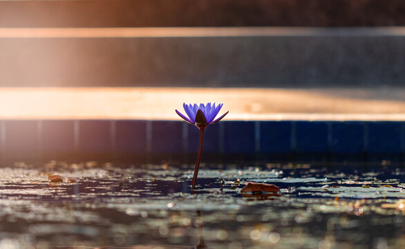 Nymphaea Cyanea Roxb. Low light with flare of sunbeam. Water Lilly light purple flower bloom in the pond.