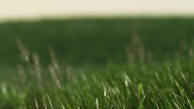A field of grass stretches across the landscape. The blades of grass move gently in the wind under the bright sun. The scene shows a calm day outdoors with nature.