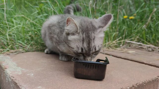 Stray Gray Cat Eating Wet Food Outdoors Close Up Animal Feeding Natural Footage Young gray stray cat eating wet food from a black container outdoors on paving near grass and dandelions. Close-up smart