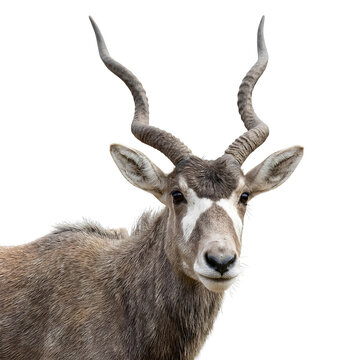 Portrait of an addax antelope with long spiral horns