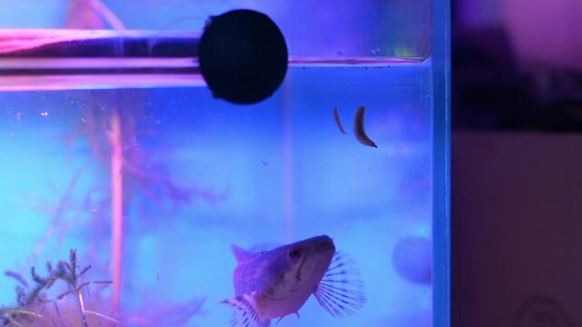 Snakehead Fish Approaching Floating Mealworm at Aquarium Surface
