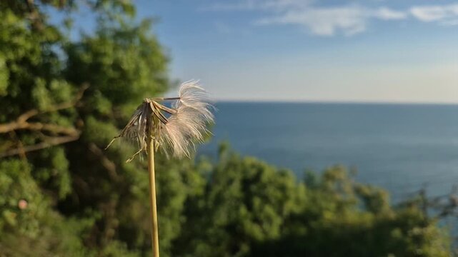 Dandelion seeds floating, wind blowing white fluff away over a blue coastal sea background. Close-up static shot.