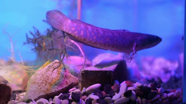 Profile View of Exotic Snakehead Fish Hovering in Colorful Fish Tank
